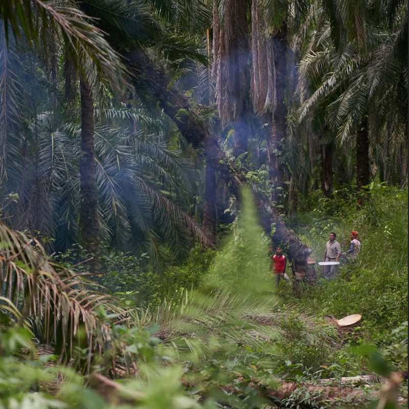 Permakultura na Sumatri: Regenerativno ulje pačulija